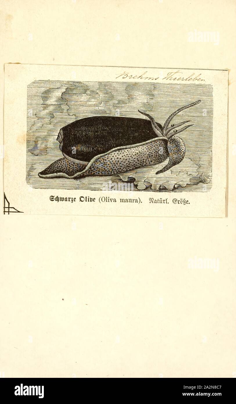 Oliva Maura, Drucken, Animalia (Königreich) Mollusca (Stamm) Gastropoden (Klasse) Caenogastropoda (Unterklasse) Neogastropoda (Bestellung) Olivoidea (Gattung) Olividae (Familie) Olivinae (Unterfamilie) Oliva (Gattung) Oliva Maura (Arten Stockfoto