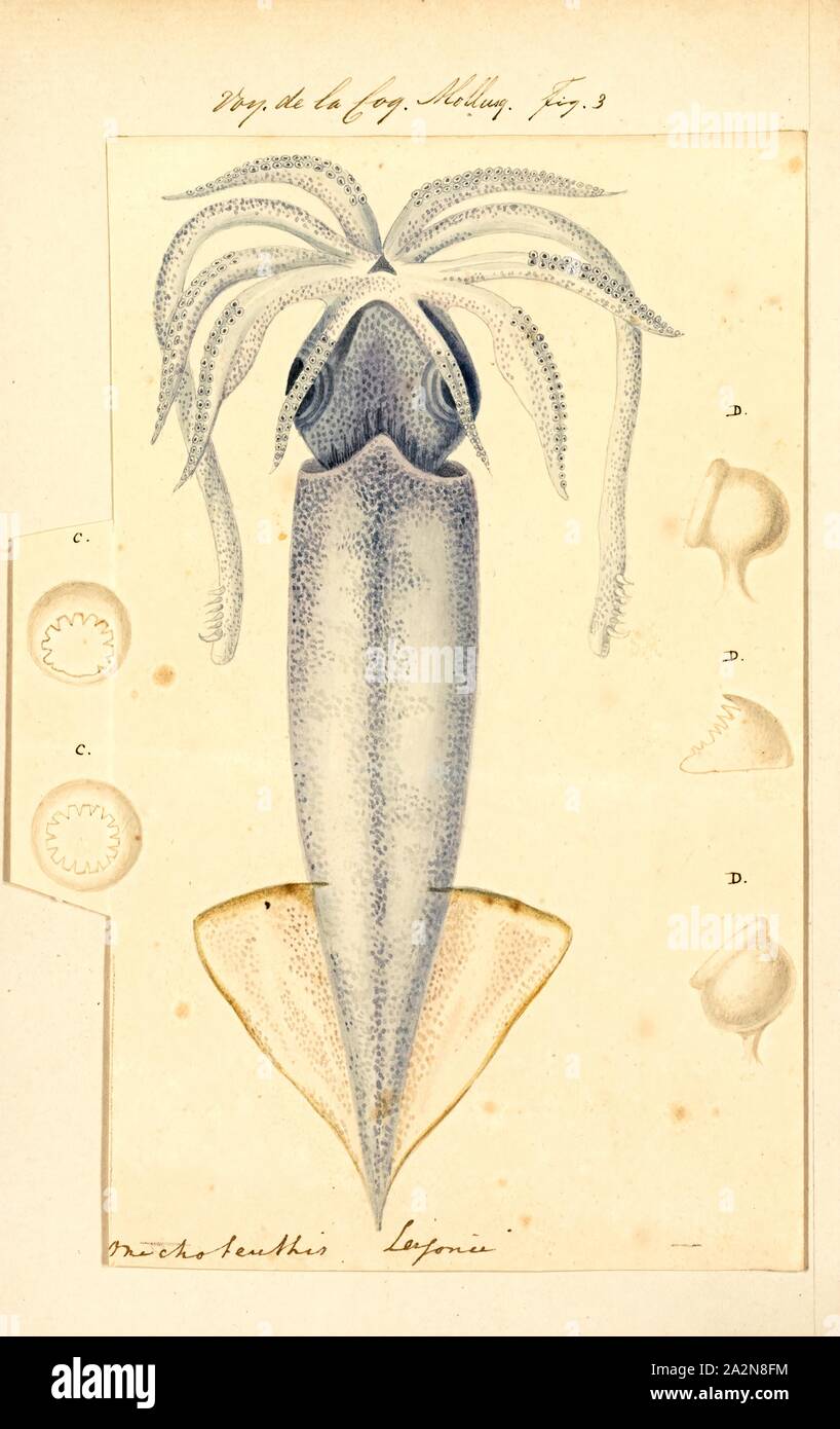 Onychoteuthis lessonii, Drucken, Onychoteuthis ist eine Gattung von squid in der Familie Onychoteuthidae. Die Art ist Onychoteuthis bergii. Während die Gattung weltweit in tropischen und subtropischen Meeren gefunden wird, können Sie auch in den Nord-pazifik auftreten. Es gab vorher betrachtet werden vier Arten in der Gattung zu sein, aber es gibt jetzt als etwa 10 sein. Diese squid sind häufig in den Oberflächengewässern in der Nacht beobachtet und sie sind häufig mit dipnet an nachtlicht Stationen erwischt. Der junge kalmare sind meist die einzigen Exemplare gefangen mit pelagischen Schleppnetzen, der Ältere Stockfoto