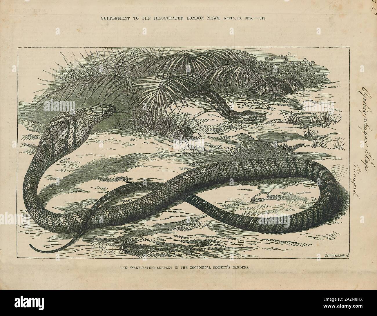 Ophiophagus elaps, Drucken, die königskobra (ophiophagus Hannah), auch als hamadryad bekannt, ist eine giftige Schlange Arten in der Familie Elapidae, endemisch in den Wäldern von Indien über Südostasien. Es ist durch die Zerstörung der Lebensräume bedroht und hat als gefährdet auf der Roten Liste der IUCN aufgeführt seit 2010. Es ist die weltweit längste Giftschlange. Erwachsene königskobras sind 3.18 bis 4 m (10,4 bis 13,1 ft) lang. Die längste bekannte einzelnen gemessenen 5,85 m (19,2 ft). Obwohl das Wort "Cobra" in den gemeinsamen Namen, diese Arten der Gattung Naja, die echten Kobras gehören, ist aber das einzige Mitglied seiner Stockfoto