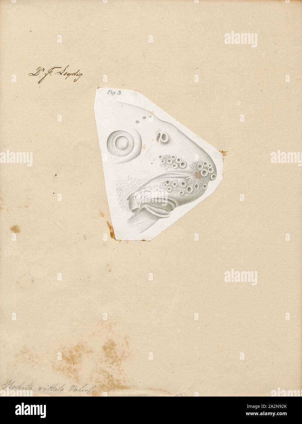 Osteochilus vittatus, Drucken, Osteochilus vittatus ist eine Art von Karpfenfischen aus Südostasien. Der Common Name ist bonylip Barb, Hart-lippigen Widerhaken, oder Silber sharkminnow. Es wächst auf 32 cm (13 in) SL., Leiter Stockfoto