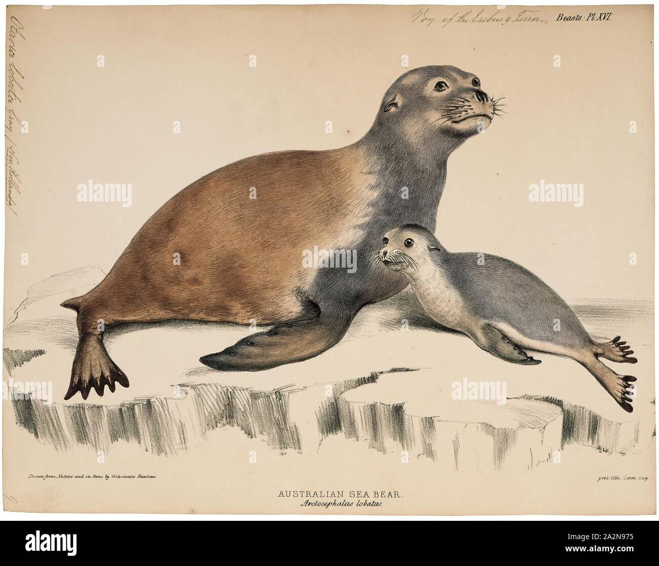 Otaria lobata, Drucken, Südamerikanische Seelöwe, der Südamerikanische Seelöwe (Otaria flavescens, ehemals Otaria byronia), auch genannt die "Southern Sea Lion und die PATAGONISCHEN Seelöwen, ist ein Seelöwe auf Ecuador, Peru, Chile, Falkland Inseln, Argentinien, Uruguay und den südlichen brasilianischen Küsten gefunden. Es ist das einzige Mitglied der Gattung Otaria. Der wissenschaftliche Name war umstritten, mit einigen Taxonomen, die sich auf es als Otaria flavescens und andere, die sich auf es als Otaria byronia. Die ehemalige gewann schließlich heraus, obwohl die noch umgeworfen werden kann. Lokal, es ist Stockfoto