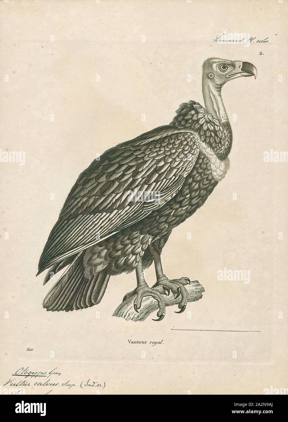 Otogyps calvus, Drucken, 1700-1880 Stockfoto