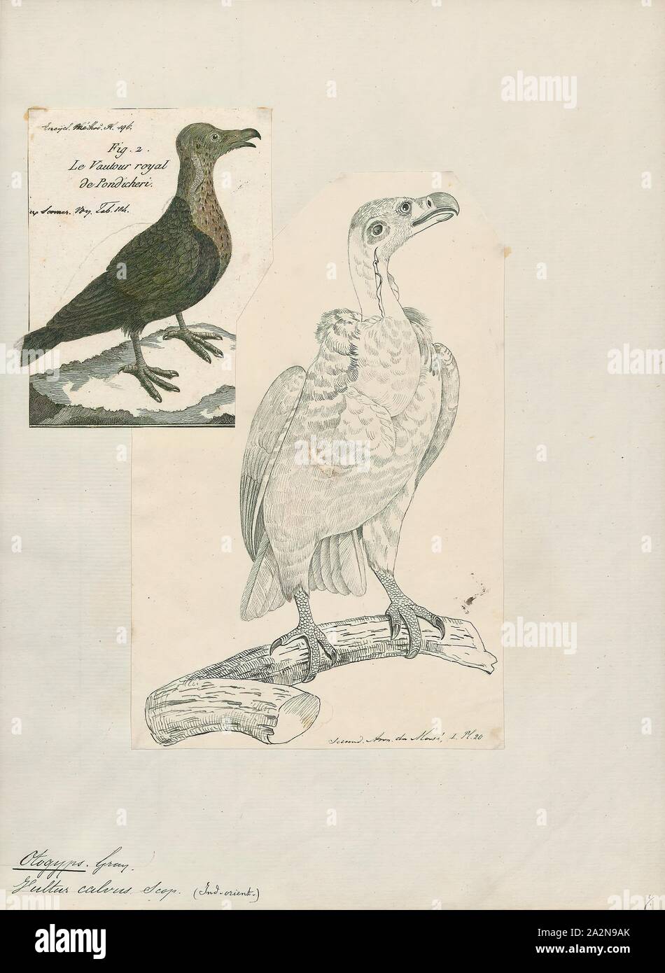 Otogyps calvus, Drucken, 1782-1825 Stockfoto
