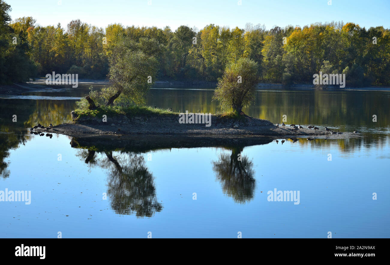 Herbst Landschaft. Einige Kanada Gänse auf einer kleinen Insel in einem See, im Wasser widerspiegelt. 68782 Bruehl, Baden-Württemberg, Deutschland. Stockfoto