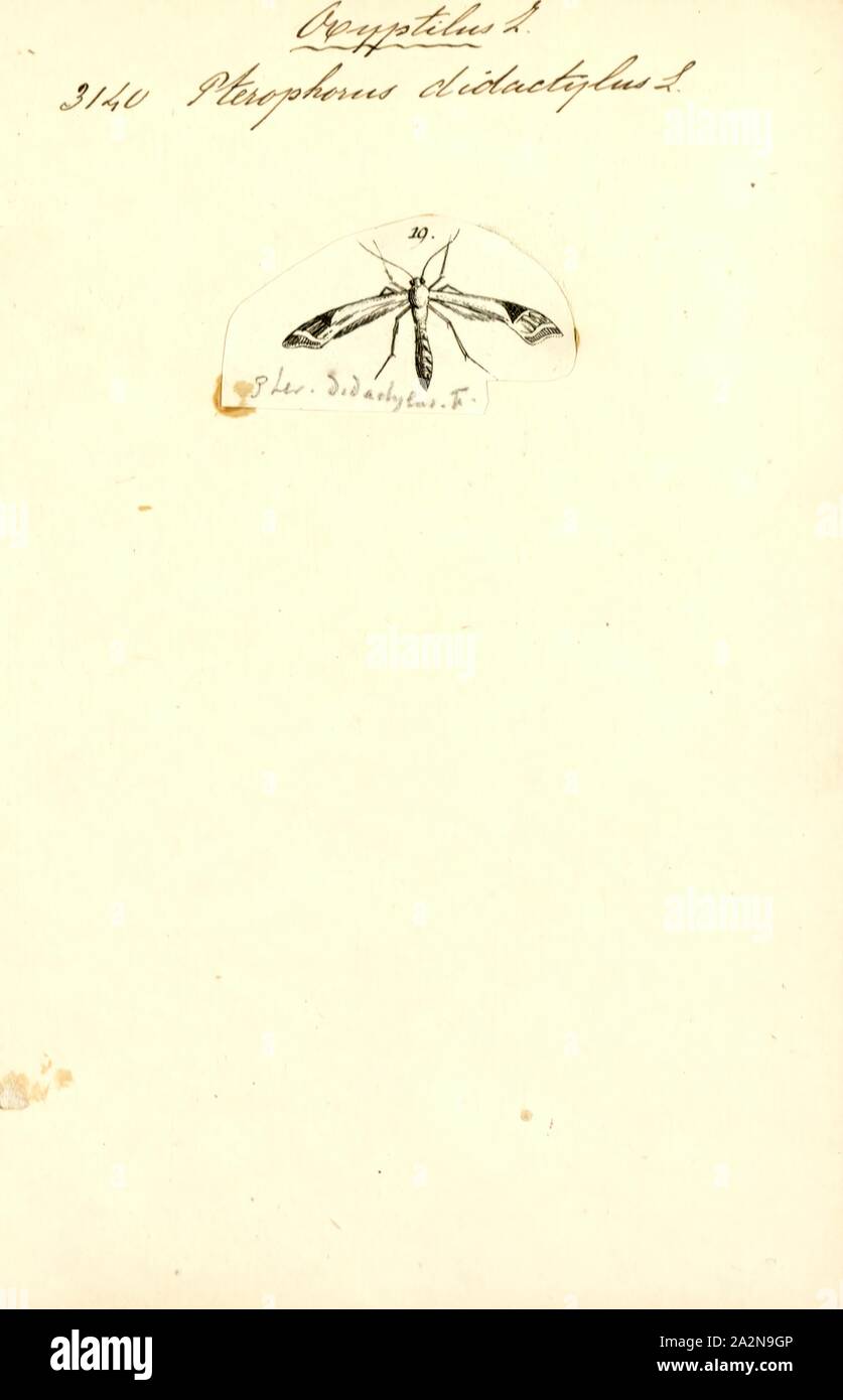 Oxyptilus, Drucken, Oxyptilus ist eine Gattung der in der Familie Pterophoridae von Philipp Christoph Zeller 1841 beschrieben. Stockfoto