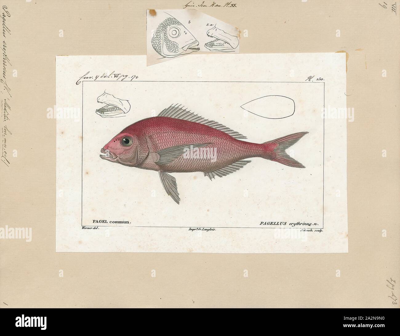 Pagellus erythrinus, Drucken, die gemeinsame Pandora (Pagellus erythrinus) ist ein Fisch aus der Familie der Meerbrassen (sparidae). Es ist ein beliebter Speisefisch in mediterranen Ländern, mit zarten weißen Fleisch., 1700-1880 Stockfoto