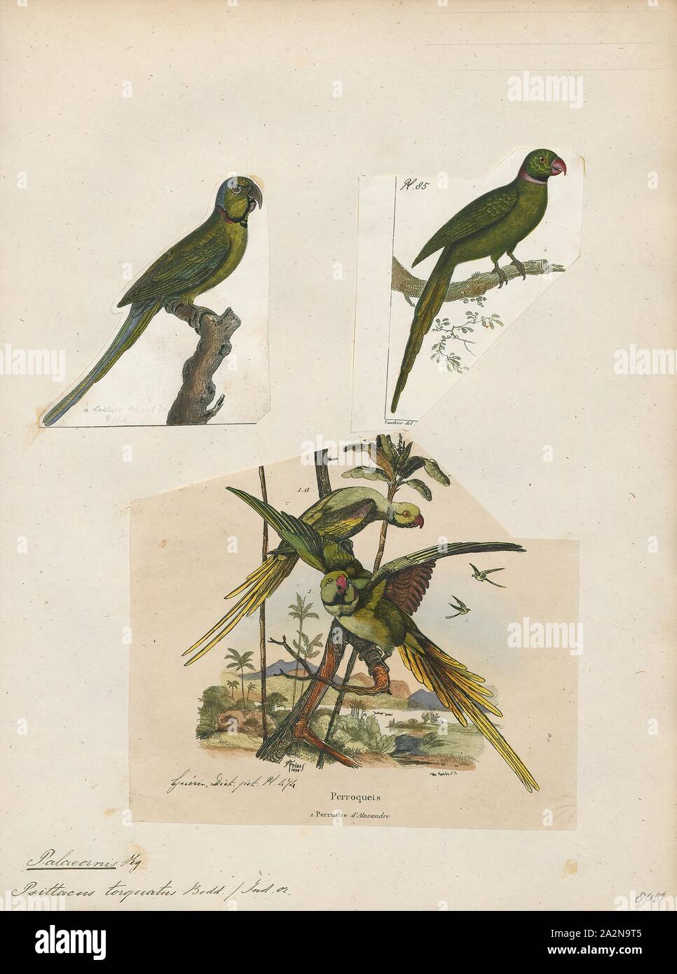 Paleornis Torquatus, Ausdrucken, die Alexandrine parakeet (Psittacula eupatria), auch als Alexandrine Parrot genannt, ist ein mittelgrosser Papagei in der Gattung Psittacula der Familie Psittacidae. Es ist benannt nach Alexander dem Großen, der zahlreiche Vögel von Punjab zu verschiedenen Europäischen und Mediterranen Ländern und Regionen, wo sie durch das Königtum, Adel und Warlords taxierten transportiert wurden., 1700-1880 Stockfoto