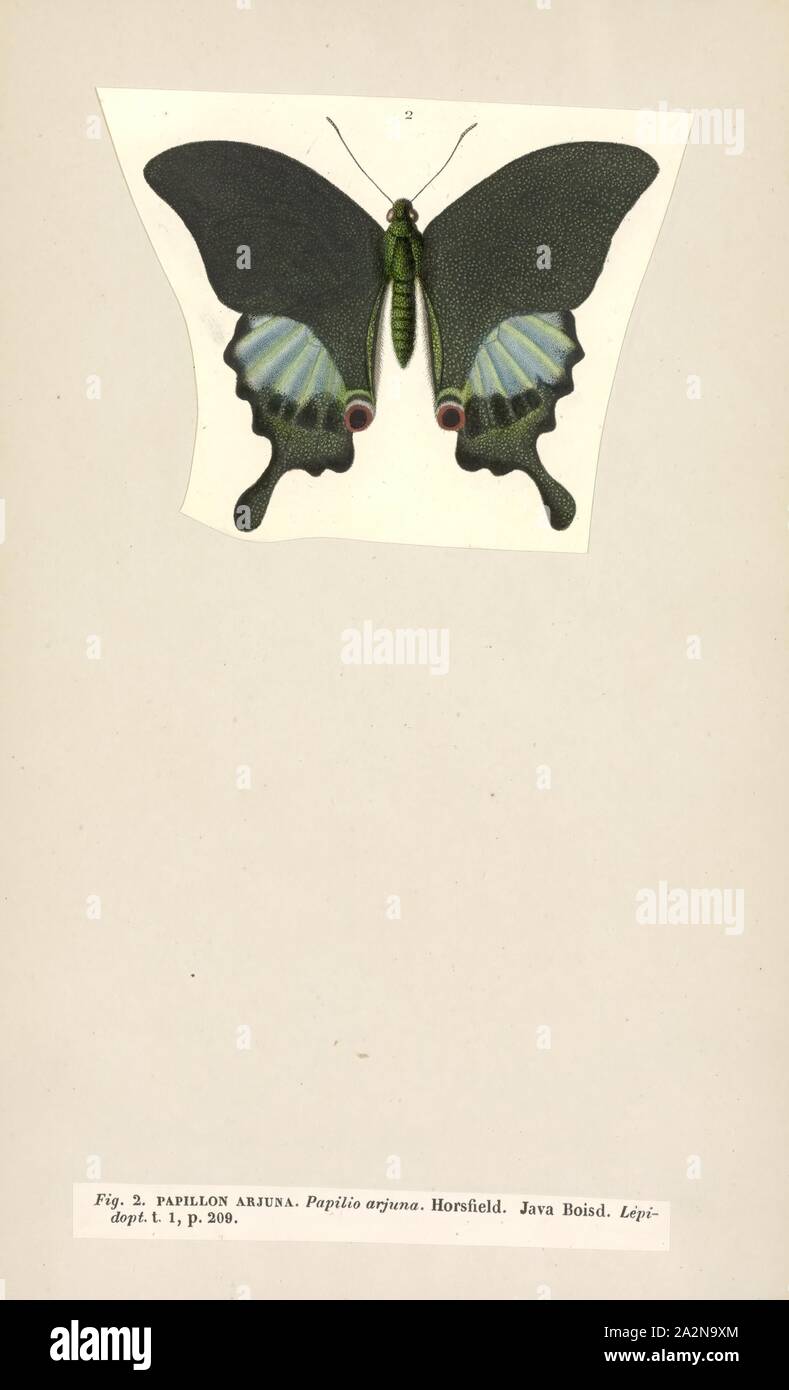 Papilio arjuna Stockfotos und bilder Kaufen Alamy