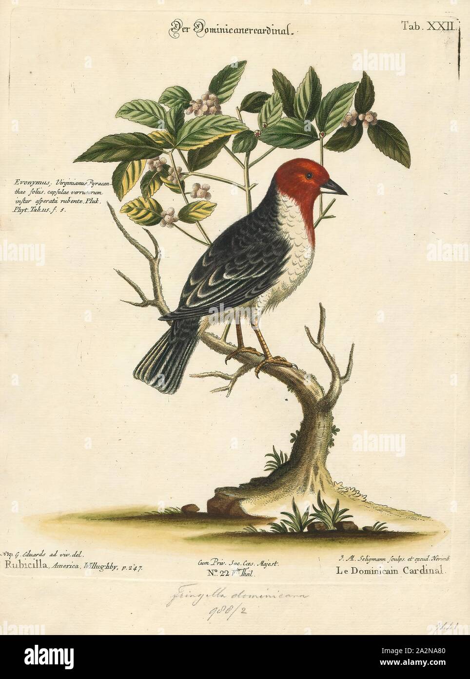 Passerina Dominicana, Ausdrucken, die Gattung Passerina ist eine Gruppe von Vögeln, die in der Kardinal Familie (Cardinalidae). Obwohl nicht direkt mit Wimpel in der Familie Emberizidae, manchmal sind sie bekannt als die Nordamerikanischen Ammern (Emberizidae der Nordamerikanischen sind umgangssprachlich sogenannten parrows" Sie sind zwar auch nicht eng mit diesen Vögeln verwandt)., 1700-1880 Stockfoto