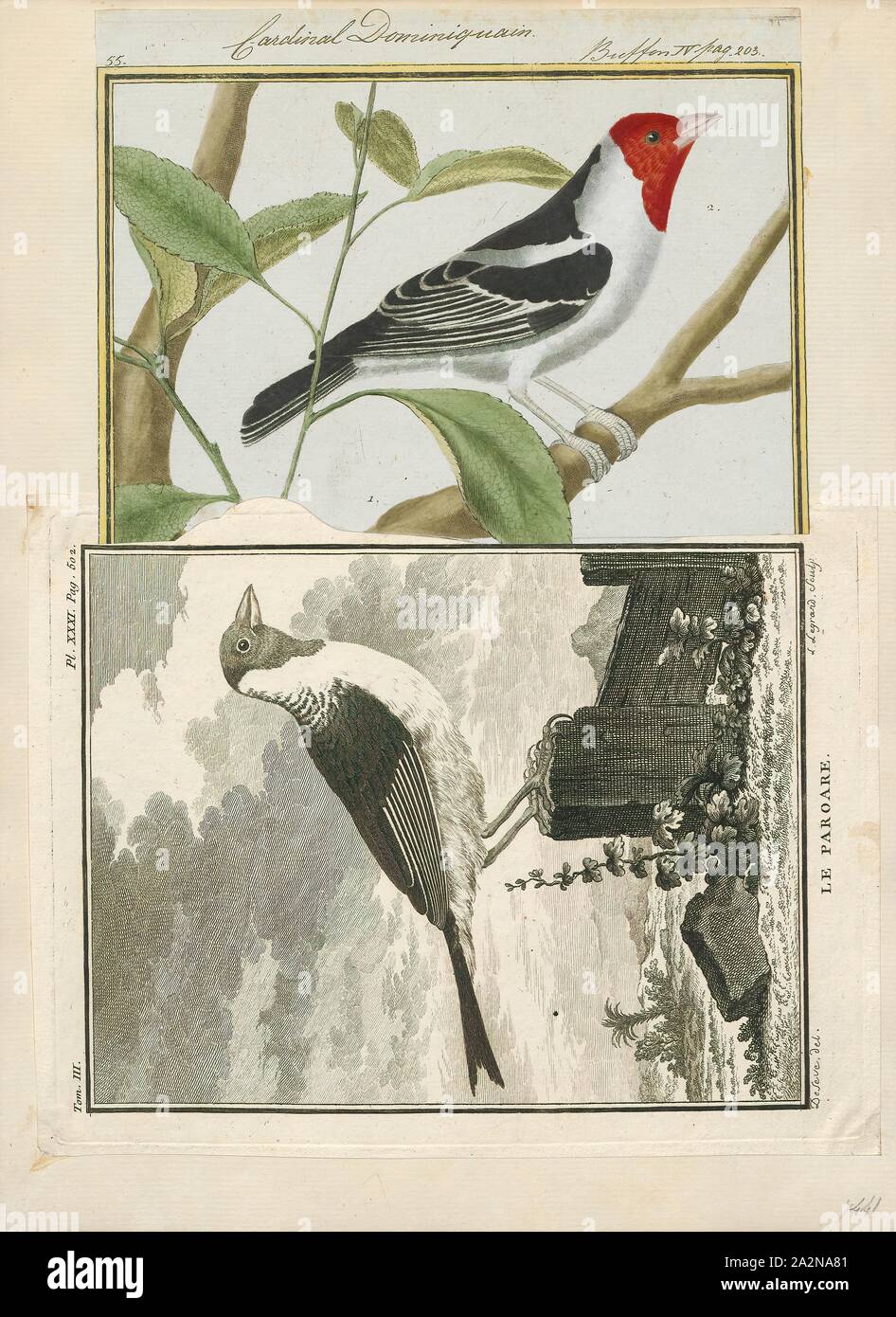 Passerina Dominicana, Ausdrucken, die Gattung Passerina ist eine Gruppe von Vögeln, die in der Kardinal Familie (Cardinalidae). Obwohl nicht direkt mit Wimpel in der Familie Emberizidae, manchmal sind sie bekannt als die Nordamerikanischen Ammern (Emberizidae der Nordamerikanischen sind umgangssprachlich sogenannten parrows" Sie sind zwar auch nicht eng mit diesen Vögeln verwandt)., 1700-1880 Stockfoto