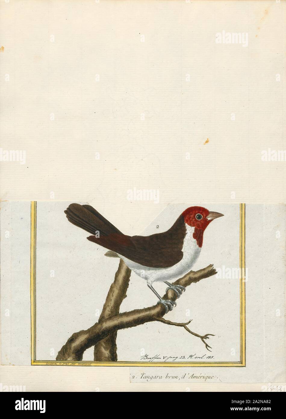 Gularis Passerina, Ausdrucken, die Gattung Passerina ist eine Gruppe von Vögeln, die in der Kardinal Familie (Cardinalidae). Obwohl nicht direkt mit Wimpel in der Familie Emberizidae, manchmal sind sie bekannt als die Nordamerikanischen Ammern (Emberizidae der Nordamerikanischen sind umgangssprachlich sogenannten parrows" Sie sind zwar auch nicht eng mit diesen Vögeln verwandt)., 1700-1880 Stockfoto