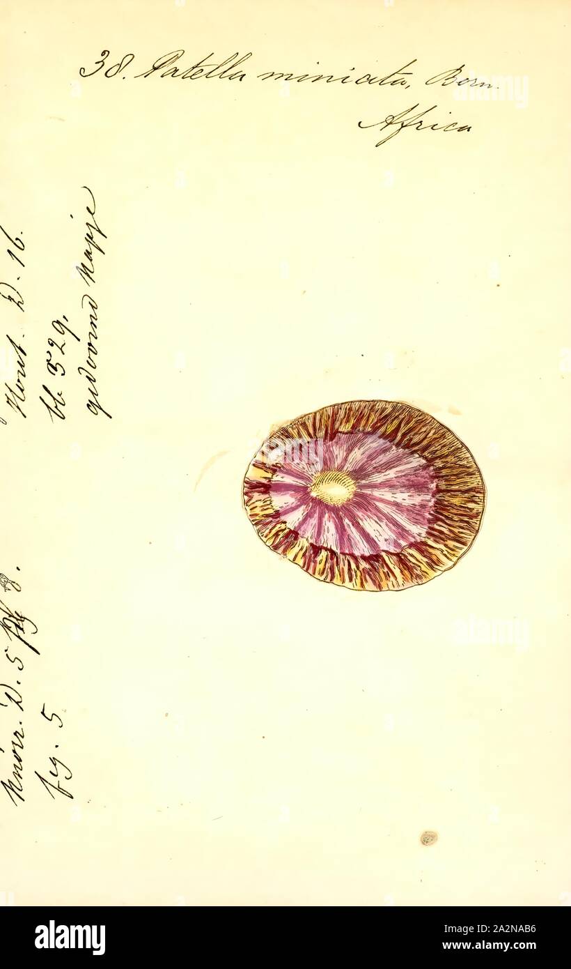 Patella miniata, Drucken, Cymbula miniata ist eine Pflanzenart aus der Gattung der Seeschnecke, eine wahre Limpet, aus der Familie Patellidae, einer der Familien der wahren Napfschnecken Stockfoto