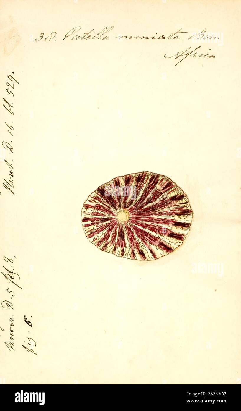Patella miniata, Drucken, Cymbula miniata ist eine Pflanzenart aus der Gattung der Seeschnecke, eine wahre Limpet, aus der Familie Patellidae, einer der Familien der wahren Napfschnecken Stockfoto