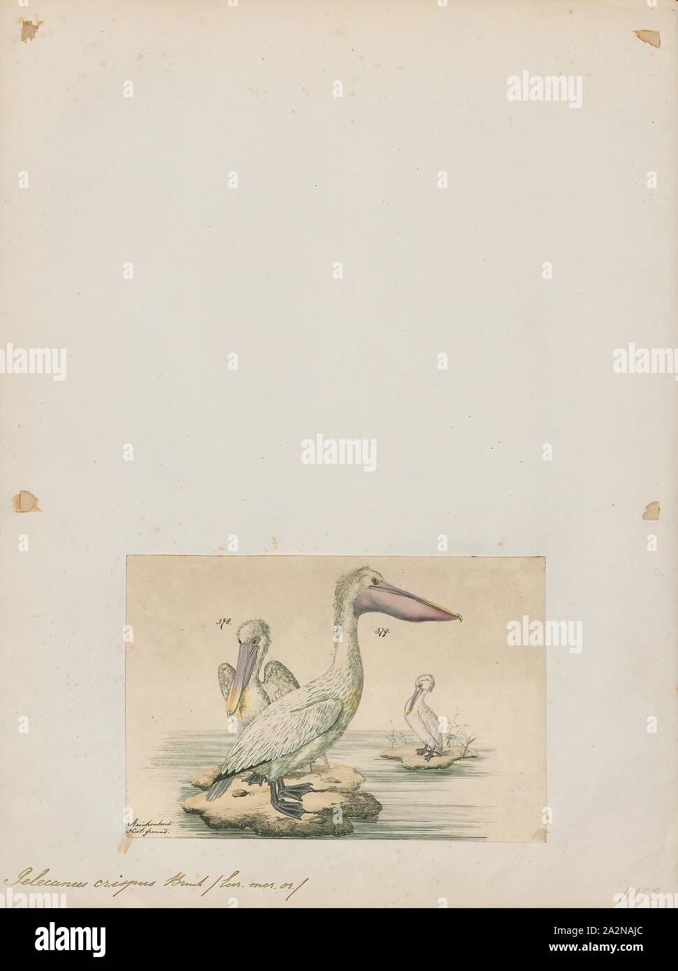 Pelecanus crispus, Drucken, der Krauskopfpelikan (Pelecanus crispus) ist die massivste Mitglied der Pelican Familie, und vielleicht der weltweit größte Süßwasser-Vogel, obwohl in Gewicht und Länge des größten Schwäne rivalisiert. Sie sind elegant hochfliegende Vögel, mit wingspans, Rivale, der großen Albatrosse und ihre Herden fliegen in würdevollem Synchronizität. Es ist eine kurze bis mittlere Distanzen Migranten zwischen Zucht und Überwinterung. Keine Unterarten bekannt sind, über die breite Palette zu existieren, sondern von der Größe Unterschiede basiert, ein pleistozän paleocrispus paleosubspecies, S. C., ist beschrieben worden Stockfoto