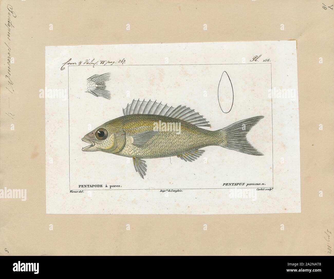 Pentapus porosus, Drucken, 1828-1849 Stockfoto