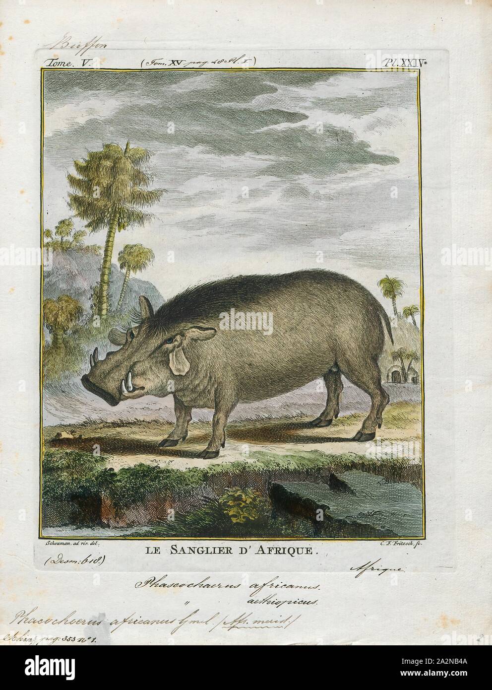Phacochoerus Africanus, Drucken, die gemeinsame Warzenschwein (Phacochoerus africanus) ist eine wilde Mitglied der Familie der Schweine (Suidae) im Grünland, Savanne gefunden, und die Wälder in Afrika südlich der Sahara. In der Vergangenheit war es häufig als Unterart von S. aethiopicus behandelt, aber heute, dass Wissenschaftlicher Name in die Wüste Warzenschwein im Norden von Kenia, Somalia beschränkt ist, und östlichen Äthiopien., 1700-1880 Stockfoto