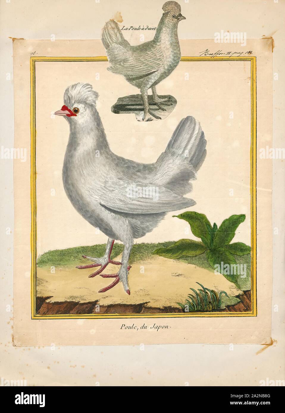 Phasianus tanalus, Ausdrucken, die 'typische' Fasan Phasianus Gattung in der Familie Phasianidae besteht aus mindestens einer Spezies. Der Gattungsname kommt aus dem Lateinischen "phasianinus Fasan' (von phasianus, "Fasan"). Beide Phasianus und "Fasan" stammen ursprünglich aus dem Griechischen und bedeutet "phāsiānos (Vogel) Der Schwerpunkt '. Schwerpunkt ist der antike Name des Flusses der westlichen Georgien, derzeit die Rioni., 1700-1880 Stockfoto