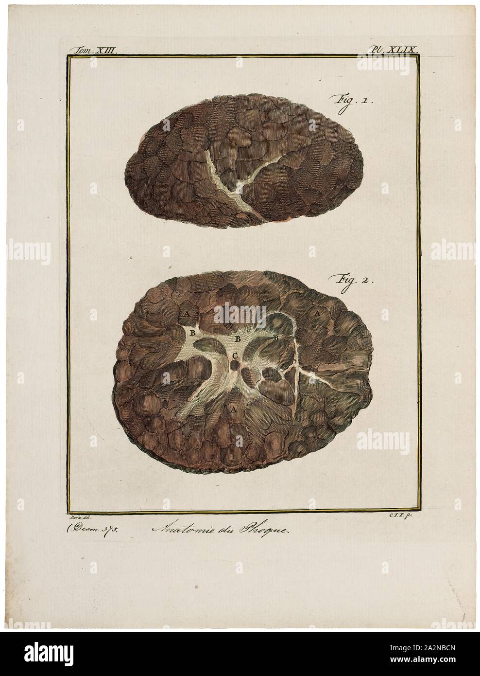 Phoca vitulina, Drucken, den Hafen (oder Hafen) Dichtung (Phoca vitulina), auch als das gemeinsame Siegel bekannt, ist eine wahre Dichtung entlang der gemäßigten und Arktischen marinen Küstenlinien der nördlichen Hemisphäre gefunden. Die am weitesten verbreiteten Arten von Pinniped (walrosse, Ohrenrobben, und wahre Dichtungen), Sie sind in küstennahen Gewässern der nördlichen Atlantik und Pazifik und der Nord- und Ostsee gefunden., Gehirne Stockfoto