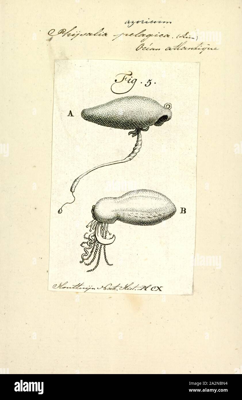 Physalia pelagica, Drucken, die Portugiesische Man o' War (Physalia Physalis), auch als Mann-von-Krieg bekannt, ist ein Marine hydrozoan in der Atlantischen, Indischen und Pazifischen Ozean gefunden. Sie ist eine von zwei Arten in der Gattung Physalia, zusammen mit der Pazifischen Man o' War (oder Australische blaue Flasche), Physalia Utriculus. Physalia ist die einzige Gattung in der Familie Physaliidae. Seine lange Tentakel liefern einen schmerzhaften Stich, die giftige und machtvoll genug Fische zu töten und sogar Menschen. Trotz seiner Erscheinung, die Portugiesische Man o' War ist keine echte Quallen aber ein siphonophore, das ist nicht wirklich ein einziges Stockfoto