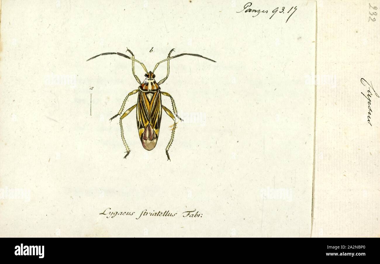 Phytocoris, Drucken, Phytocoris ist eine Gattung der Käfer aus der Familie der Miridae Stockfoto