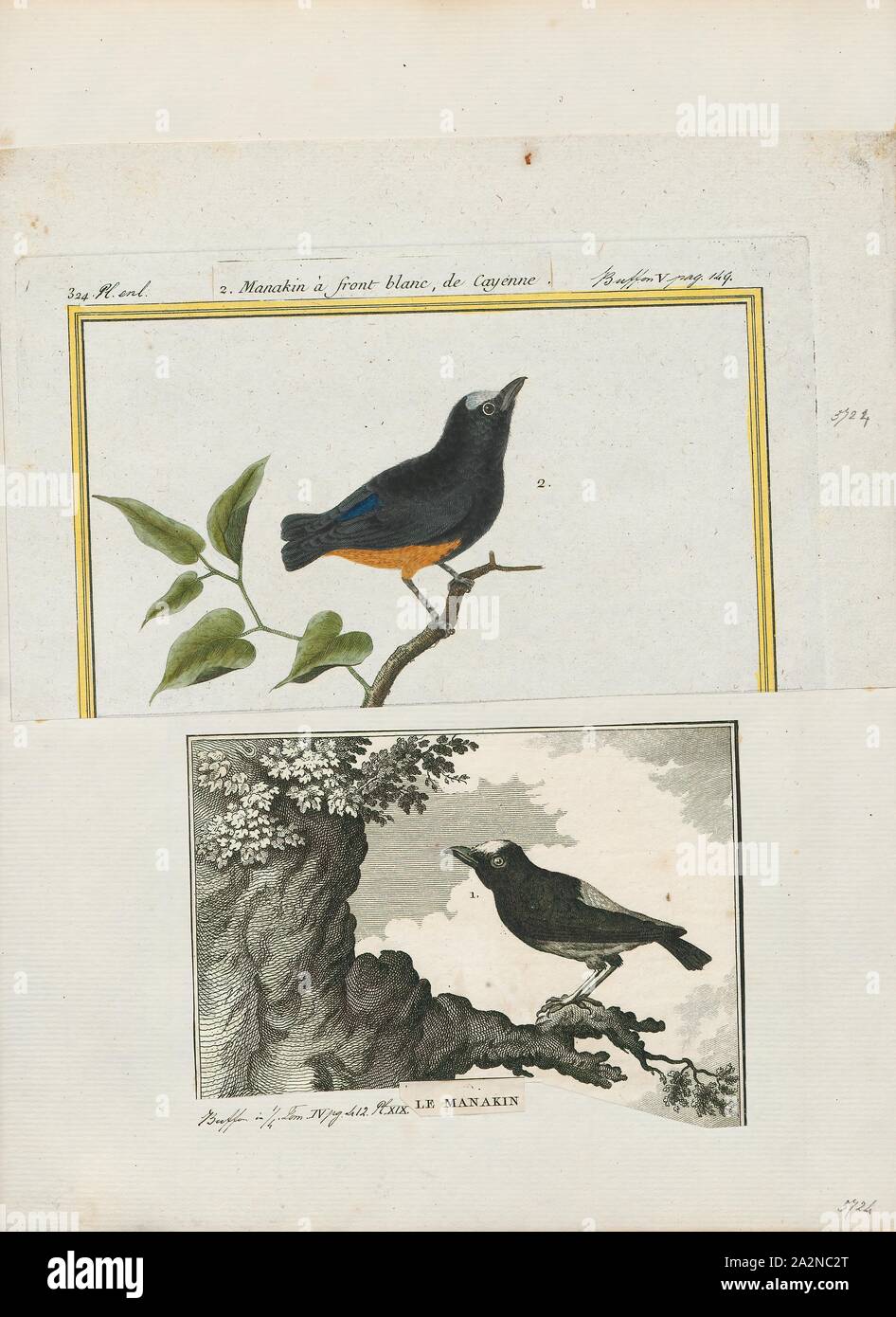 Manakine aus suriname Fotos und Bildmaterial in hoher Auflösung Alamy