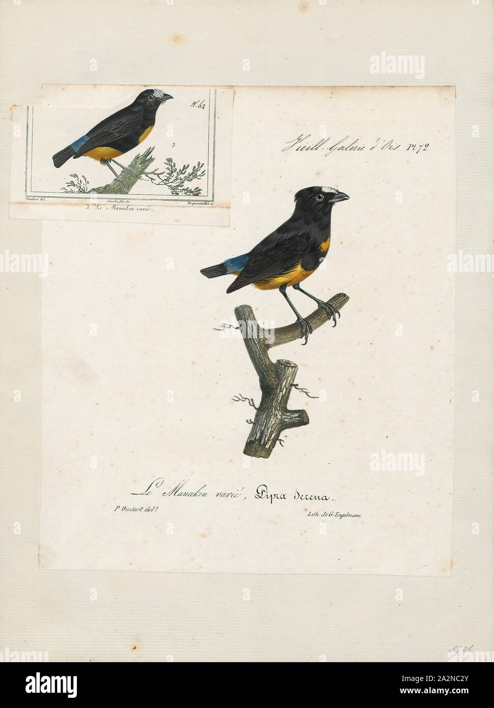 Manakine aus suriname Fotos und Bildmaterial in hoher Auflösung Alamy