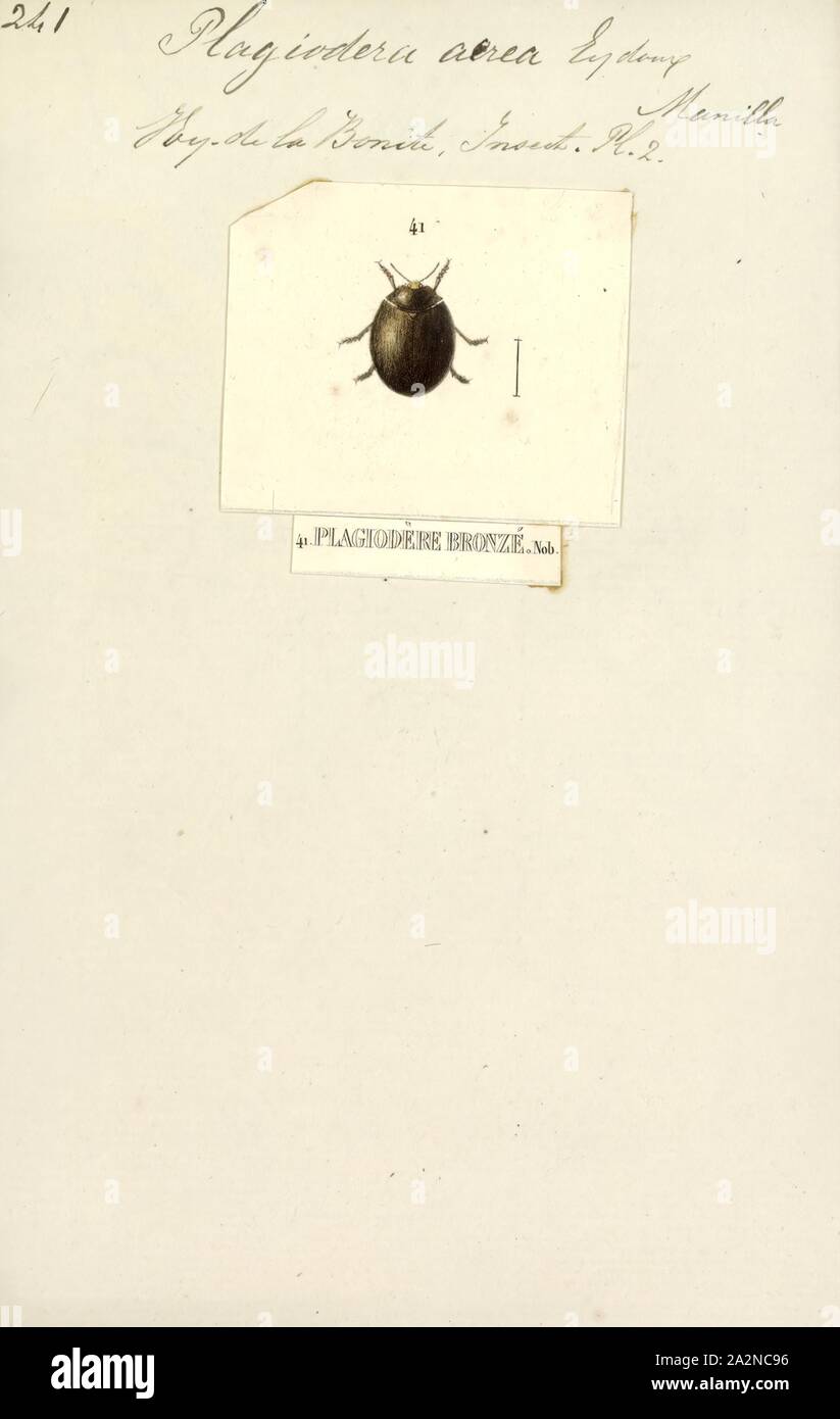 Plagiodera, Drucken, Plagiodera ist eine Gattung der Chrysomelinae (eine Unterfamilie der leaf Käfer Stockfoto