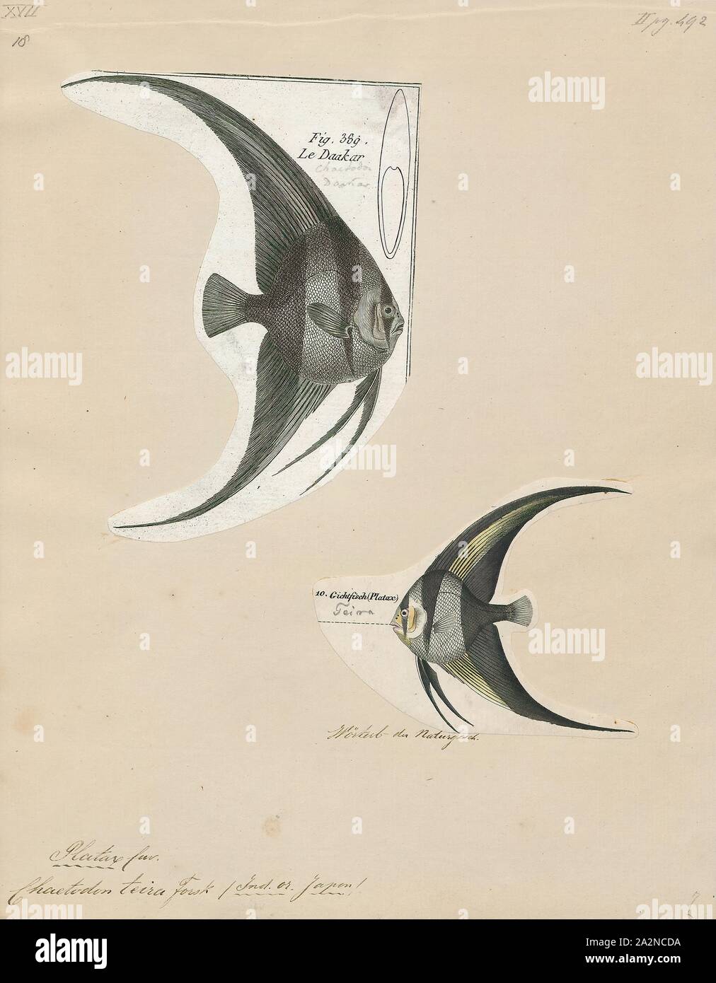 Platax teira, Drucken, Platax teira, auch bekannt als teira longfin Batfish, Fledermausfische, longfin spadefish, oder Runde konfrontiert Fledermausfische ist ein Fisch aus der Indo-West Pazifik. Es macht gelegentlich seinen Weg in das Aquarium. Es wächst bis zu einer Größe von 60 cm (24 in) Länge., 1700-1880 Stockfoto
