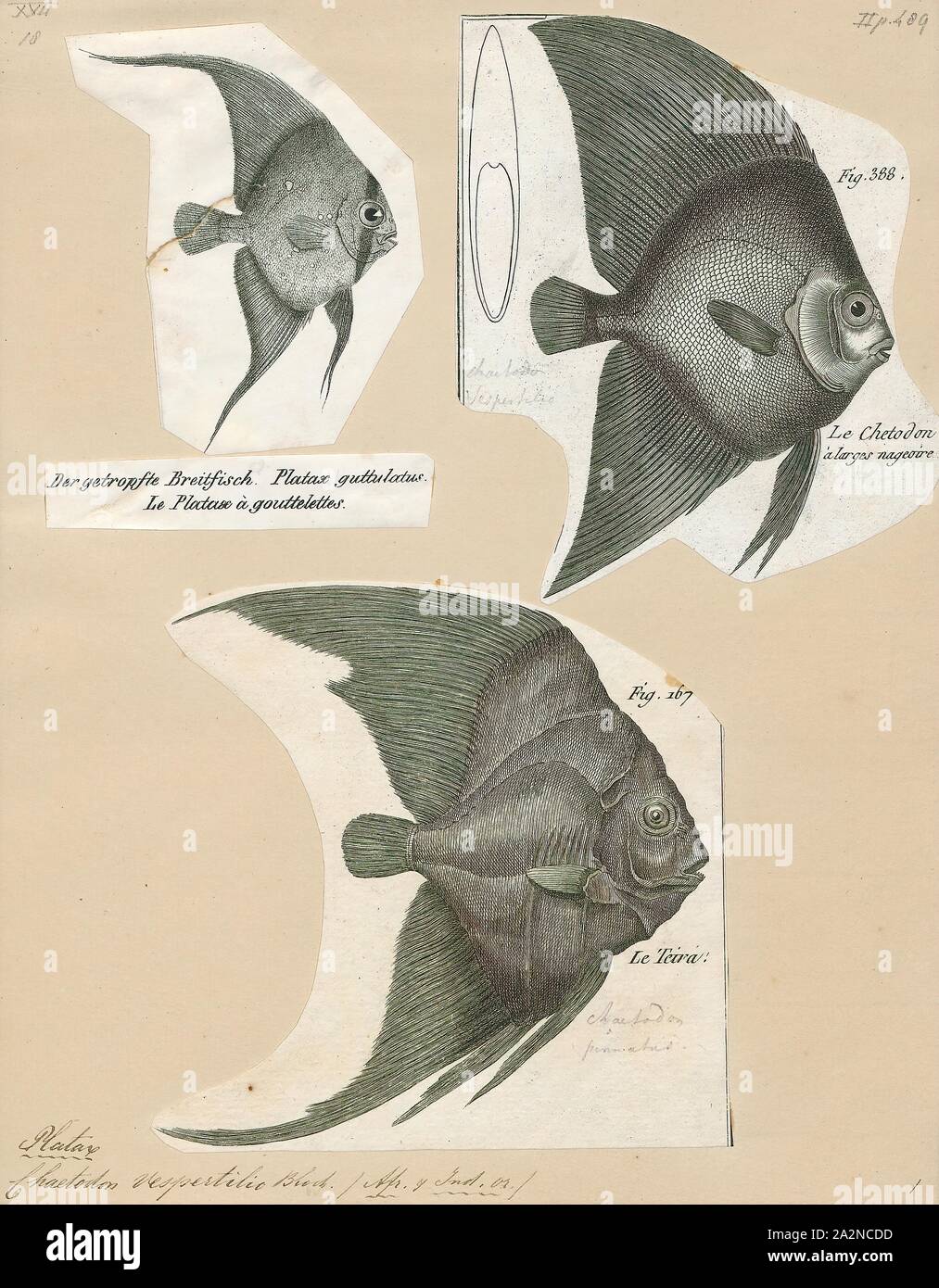 Platax vespertilio, Drucken, Platax ist eine Pflanzenart aus der Gattung der Indopazifischen, Riff-assoziierten Fisch aus der Familie der Ephippidae. Es gibt derzeit fünf bekannten rezenten Arten im Allgemeinen für die Gattung zu gehören. Sie einer der Fische Taxa, die allgemein als "fledermausfische bekannt Stockfoto