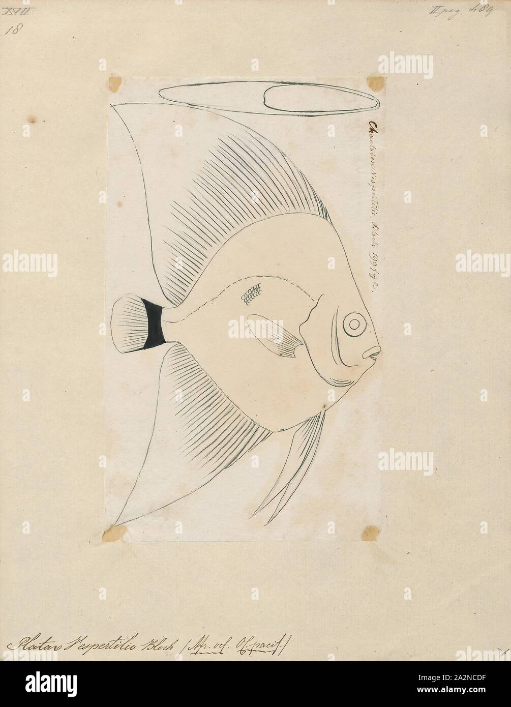 Platax vespertilio, Drucken, Platax ist eine Pflanzenart aus der Gattung der Indopazifischen, Riff-assoziierten Fisch aus der Familie der Ephippidae. Es gibt derzeit fünf bekannten rezenten Arten im Allgemeinen für die Gattung zu gehören. Sie einer der Fische Taxa gemeinhin bekannt als "fledermausfische"., 1700-1880 Stockfoto