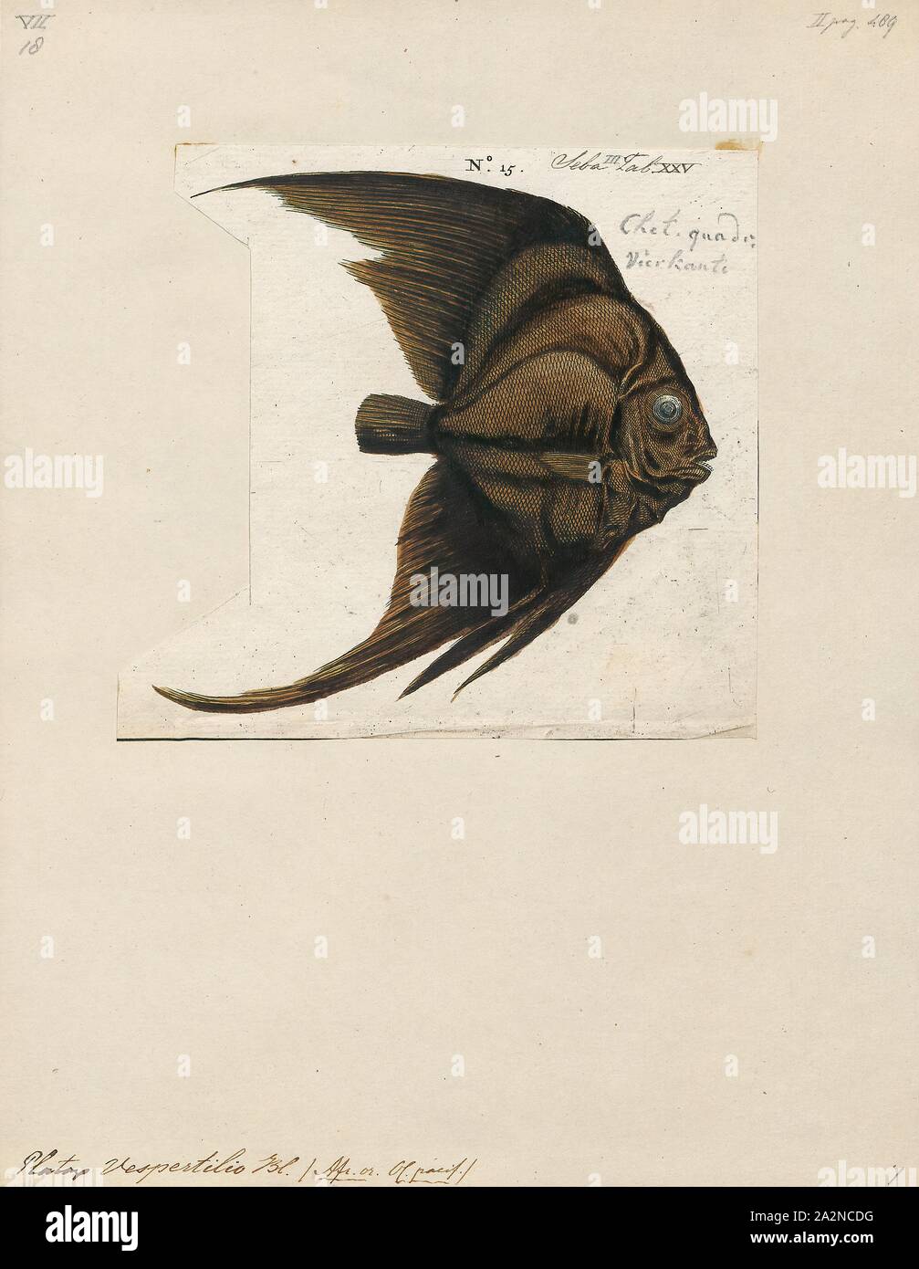 Platax vespertilio, Drucken, Platax ist eine Pflanzenart aus der Gattung der Indopazifischen, Riff-assoziierten Fisch aus der Familie der Ephippidae. Es gibt derzeit fünf bekannten rezenten Arten im Allgemeinen für die Gattung zu gehören. Sie einer der Fische Taxa gemeinhin bekannt als "fledermausfische"., 1700-1880 Stockfoto