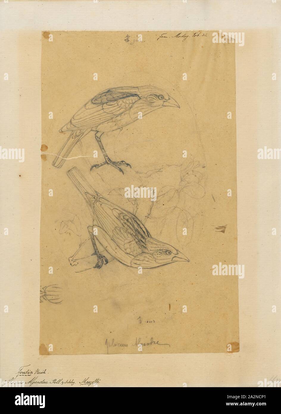 Ploceus algondae, Drucken, Gefieder Muster der Zucht Männchen in Ploceus und verwandter Gattungen - oft Kombinationen von Gelb und Schwarz, 1868 Stockfoto