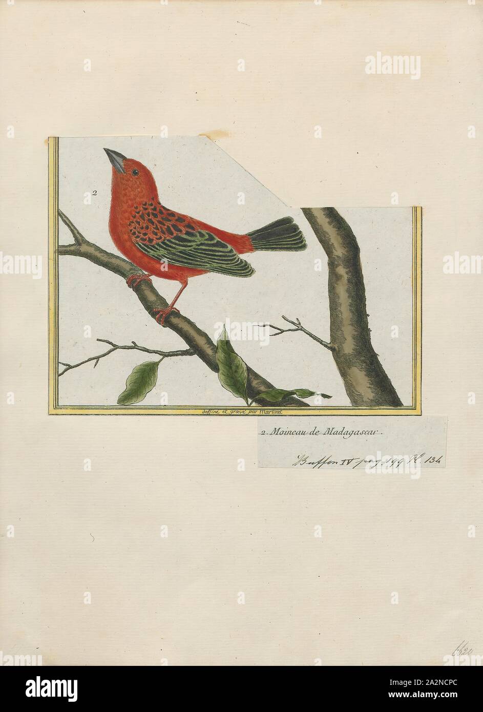 Ploceus madagascariensis Fotos und Bildmaterial in hoher Auflösung