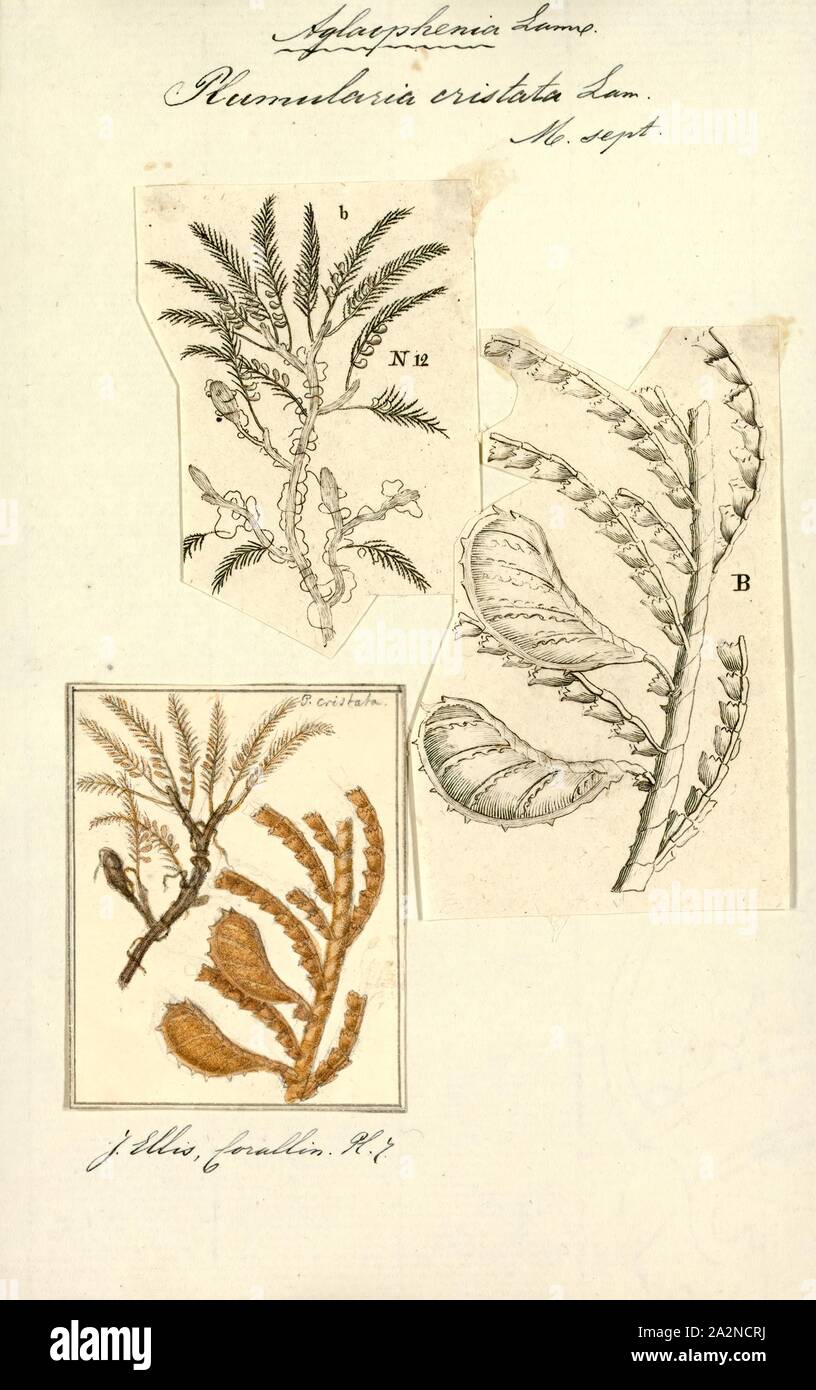 Plumularia cristata, Drucken, Aglaophenia pluma, Zahnriemen Feder hydroid oder podded hydroid, ist eine koloniale Aglaopheniidae hydroid in der Familie und wird weltweit gefunden. Sie lebt von der Küste auf 120 m unter Wasser Stockfoto