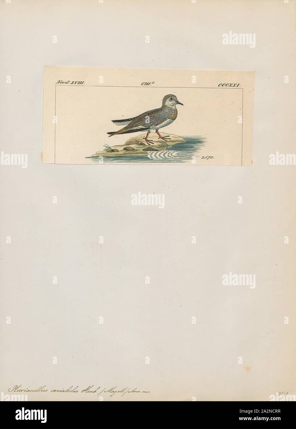 Pluvianellus sociabilis, Drucken, Magellansche plover, den Magellanschen plover (Pluvianellus socialis) ist eine seltene und einzigartige Wader nur im südlichsten Südamerika gefunden. Lange Zeit war es in den anderen Regenpfeifer in der Familie Charadriidae platziert; jedoch, verhaltensbezogene Beweis schlug vor, daß Sie verschiedene Waren, und Molekulare Untersuchungen bestätigt, was darauf hindeutet, dass Sie tatsächlich stärker auf die sheathbills, ein einzigartig Antarktis Familie. Als solches ist es jetzt in seiner eigenen Familie platziert ist, Pluvianellidae. Diese Art ist nicht ein Fernnetz für Migranten, obwohl einige Vögel weiter nördlich im Süden bewegen Stockfoto