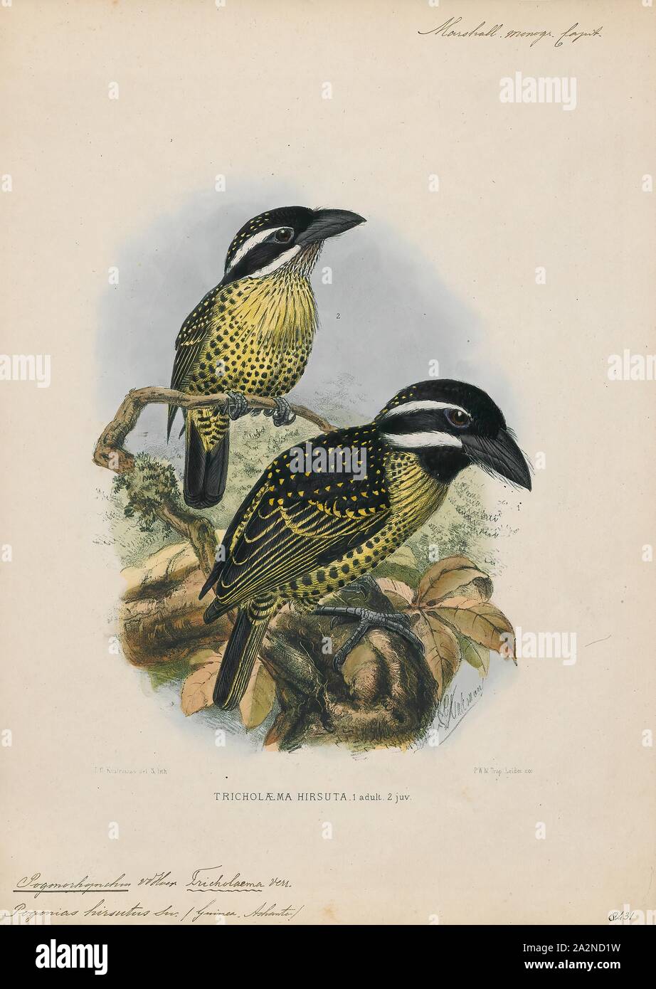 Pogonorhynchus hirsutus, Drucken, 1870-1871 Stockfoto