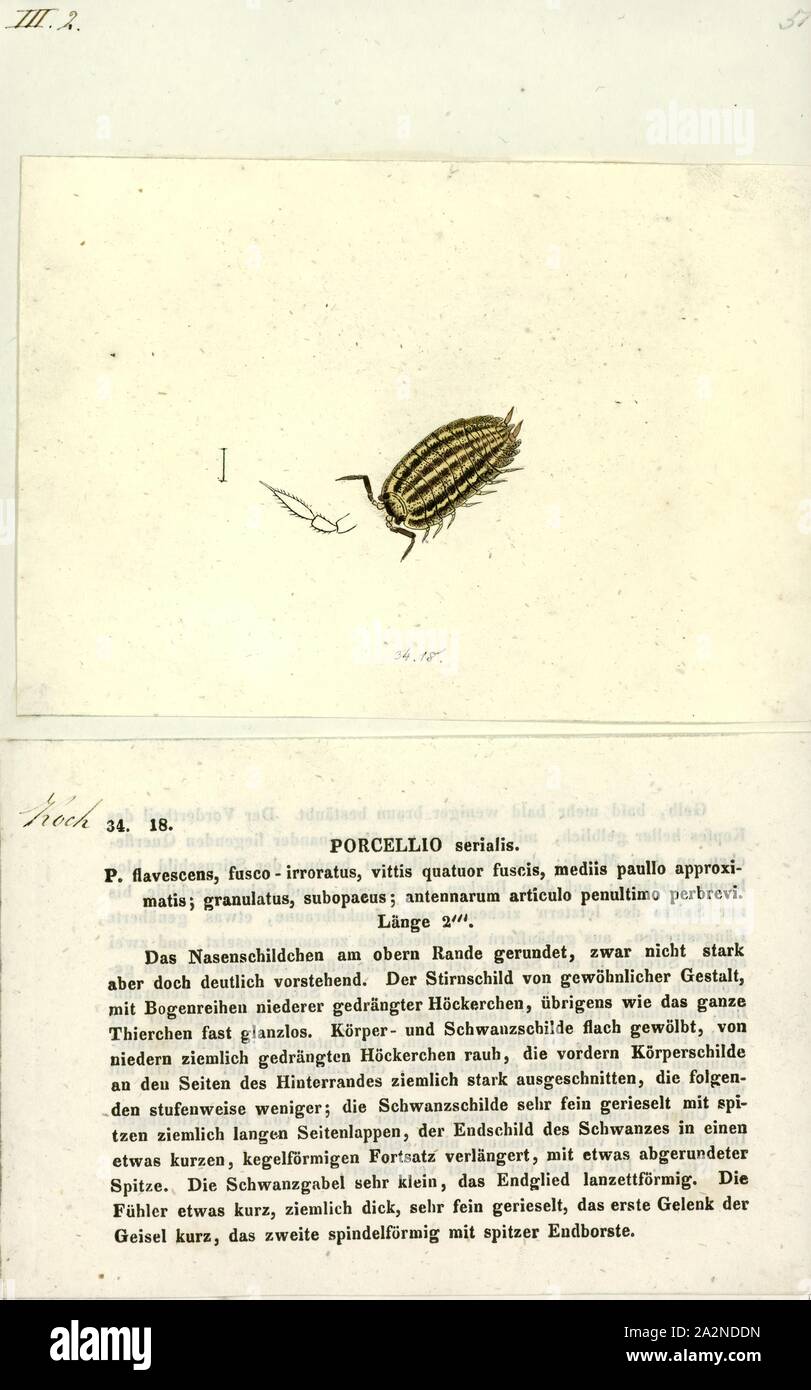 Porcellio serialis, Drucken, Porcellio ist eine Gattung der Asseln in der Familie Porcellionidae. Diese Krebse sind im Wesentlichen weltweit. Eine bekannte Art ist der Gemeinsame rough woodlouse, Porcellio scaber Stockfoto
