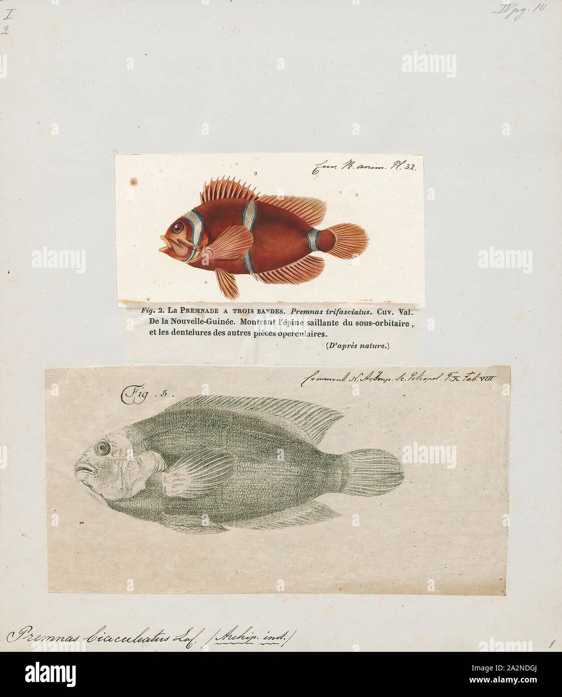 Sequenzieller hermaphrodit Fotos und Bildmaterial in hoher Auflösung