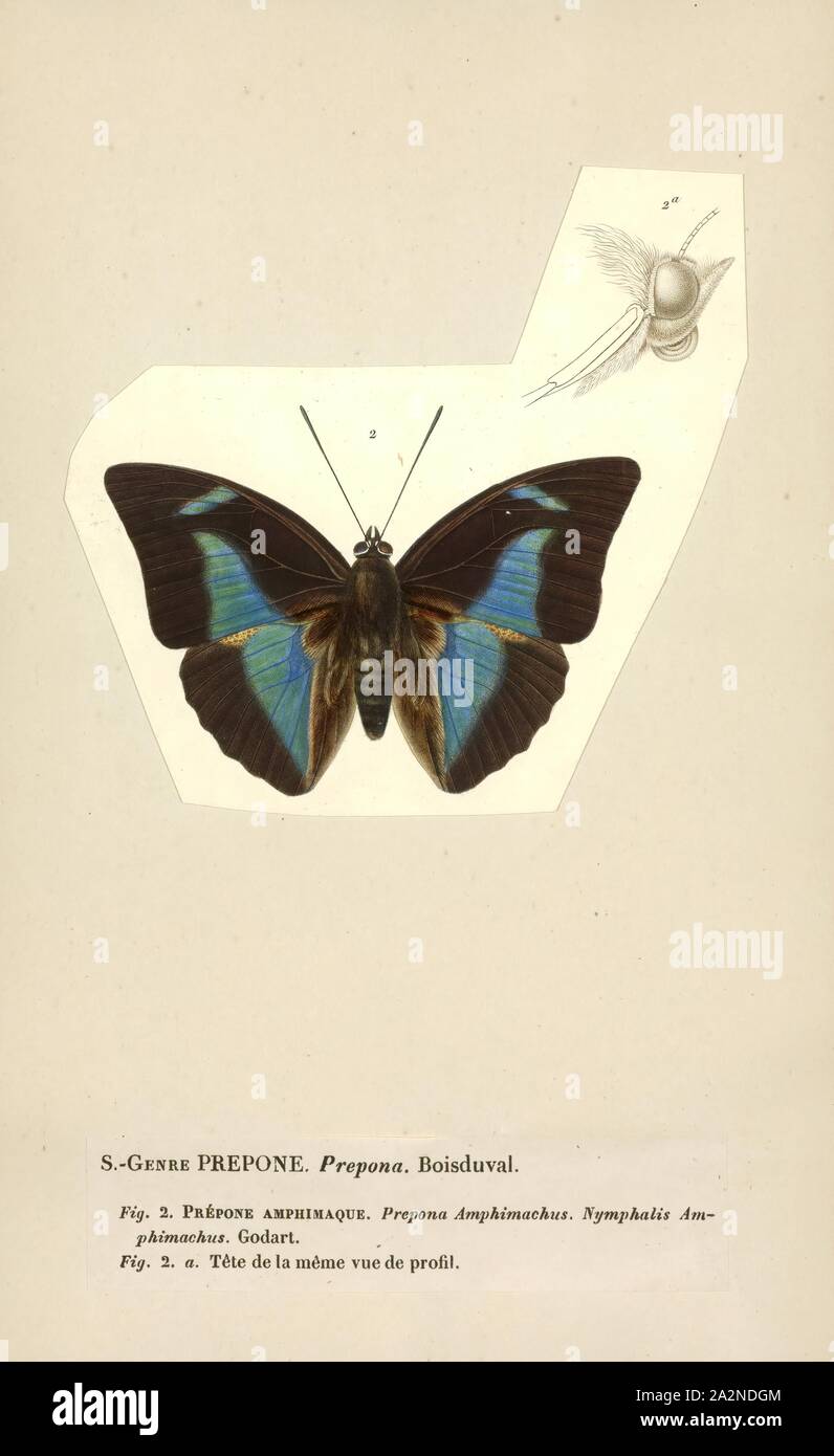 Prepona, Drucken, Prepona ist eine Gattung der charaxine Neotropischer Schmetterlinge aus der Familie der. Sie sind starke Flieger in tropischen Wäldern, wo Sie auf gärenden Früchten und Tierdung ernähren. Die Unterseite der Flügel ist blass grau bis hellbraun, während die Oberseite dunkel mit ausgeprägten skillernden blauen Markierungen ist. Einige Arten sind auch orange Markierungen auf der Oberseite der Flügel. Sie sind beliebt bei Sammlern Schmetterling Stockfoto