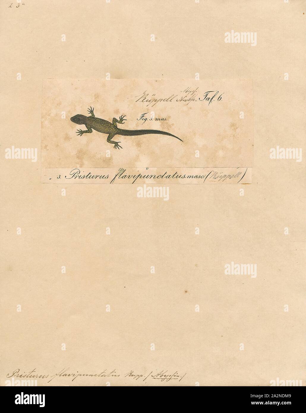 Pristurus flavipunctatus, Drucken, Pristurus flavipunctatus, auch als rüppell's semaphore Gecko oder im Nahen und Mittleren Osten rock Gecko genannt, ist eine Pflanzenart aus der Gattung der Eidechse in der Sphaerodactylidae Familie in Äthiopien gefunden, Saudi Arabien, Ägypten, Dschibuti, Somalia, Sudan, Eritrea, und Jordanien., 1700-1880 Stockfoto