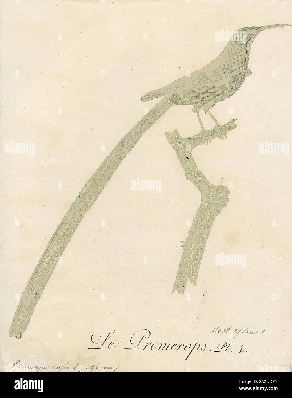 Promerops cafer, Ausdrucken, die Cape sugarbird (Promerops cafer) ist eine der acht Vogelarten zu den Fynbos biome des Western Cape und Eastern Cape Provinz von Südafrika endemisch., 1802 Stockfoto