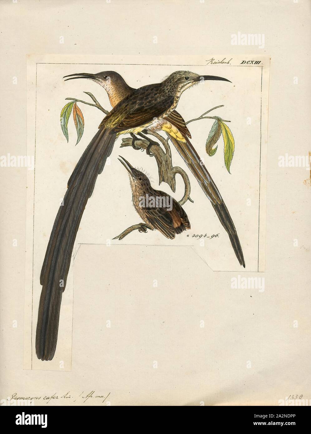 Promerops cafer, Ausdrucken, die Cape sugarbird (Promerops cafer) ist eine der acht Vogelarten zu den Fynbos biome des Western Cape und Eastern Cape Provinz von Südafrika endemisch., 1820-1860 Stockfoto