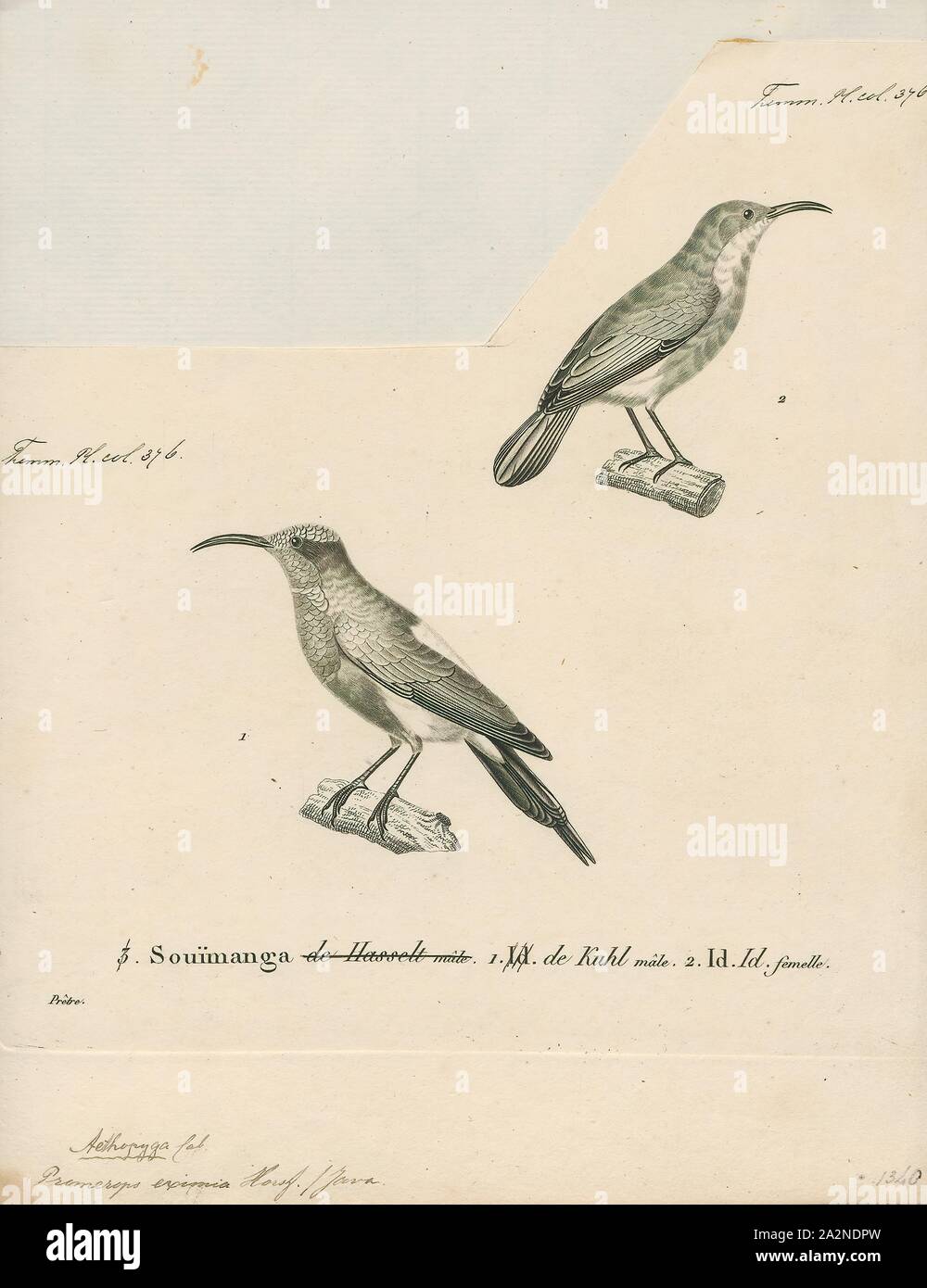 Promerops eximia, Drucken, sugarbird, der sugarbirds sind eine kleine Gattung, Promerops, und Familie, Promeropidae, der aus Vögeln, in das südliche Afrika beschränkt. Im allgemeinen Aussehen und Gewohnheiten, sie ähneln großen, langen-tailed Nektarvögel, sind aber möglicherweise stärker an den Australischen honeyeaters. Sie haben braune Gefieder, die lange downcurved Bill typisch für aus Nektar, Versorger, und lange Schwanzfedern., 1700-1880 Stockfoto