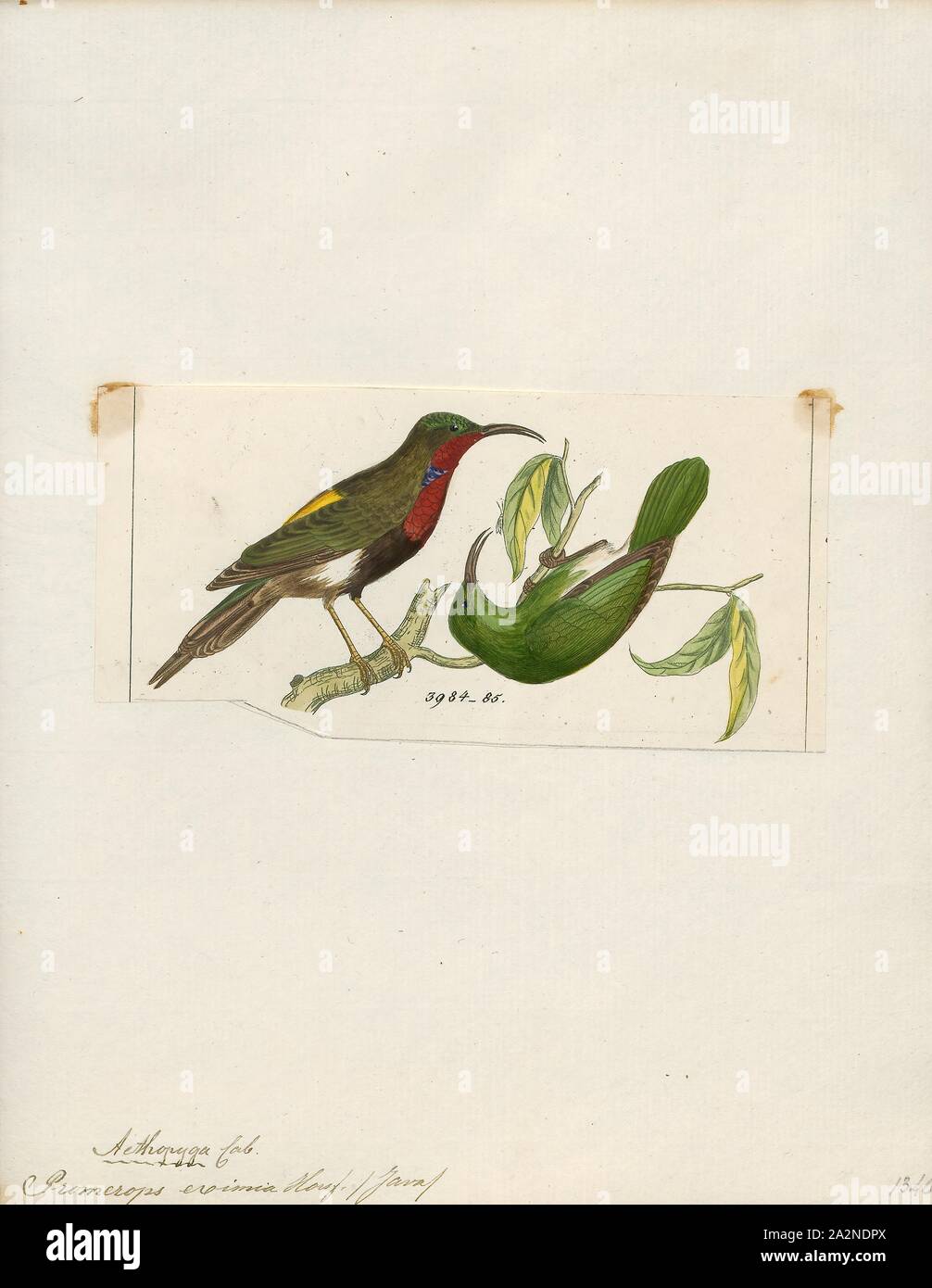 Promerops eximia, Drucken, sugarbird, der sugarbirds sind eine kleine Gattung, Promerops, und Familie, Promeropidae, der aus Vögeln, in das südliche Afrika beschränkt. Im allgemeinen Aussehen und Gewohnheiten, sie ähneln großen, langen-tailed Nektarvögel, sind aber möglicherweise stärker an den Australischen honeyeaters. Sie haben braune Gefieder, die lange downcurved Bill typisch für aus Nektar, Versorger, und lange Schwanzfedern., 1820-1860 Stockfoto