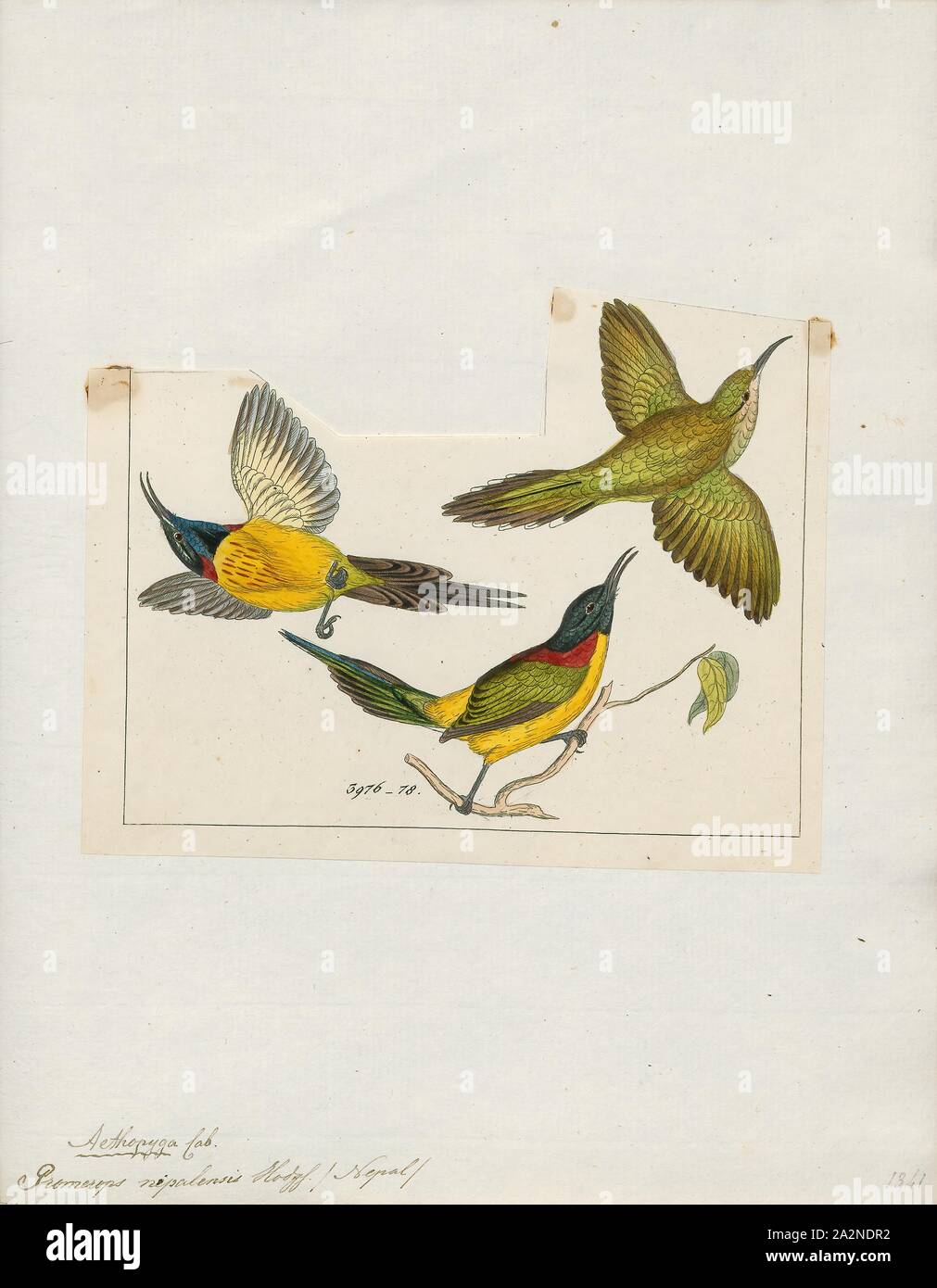 Promerops nipalensis, Drucken, sugarbird, der sugarbirds sind eine kleine Gattung, Promerops, und Familie, Promeropidae, der aus Vögeln, in das südliche Afrika beschränkt. Im allgemeinen Aussehen und Gewohnheiten, sie ähneln großen, langen-tailed Nektarvögel, sind aber möglicherweise stärker an den Australischen honeyeaters. Sie haben braune Gefieder, die lange downcurved Bill typisch für aus Nektar, Versorger, und lange Schwanzfedern., 1820-1860 Stockfoto