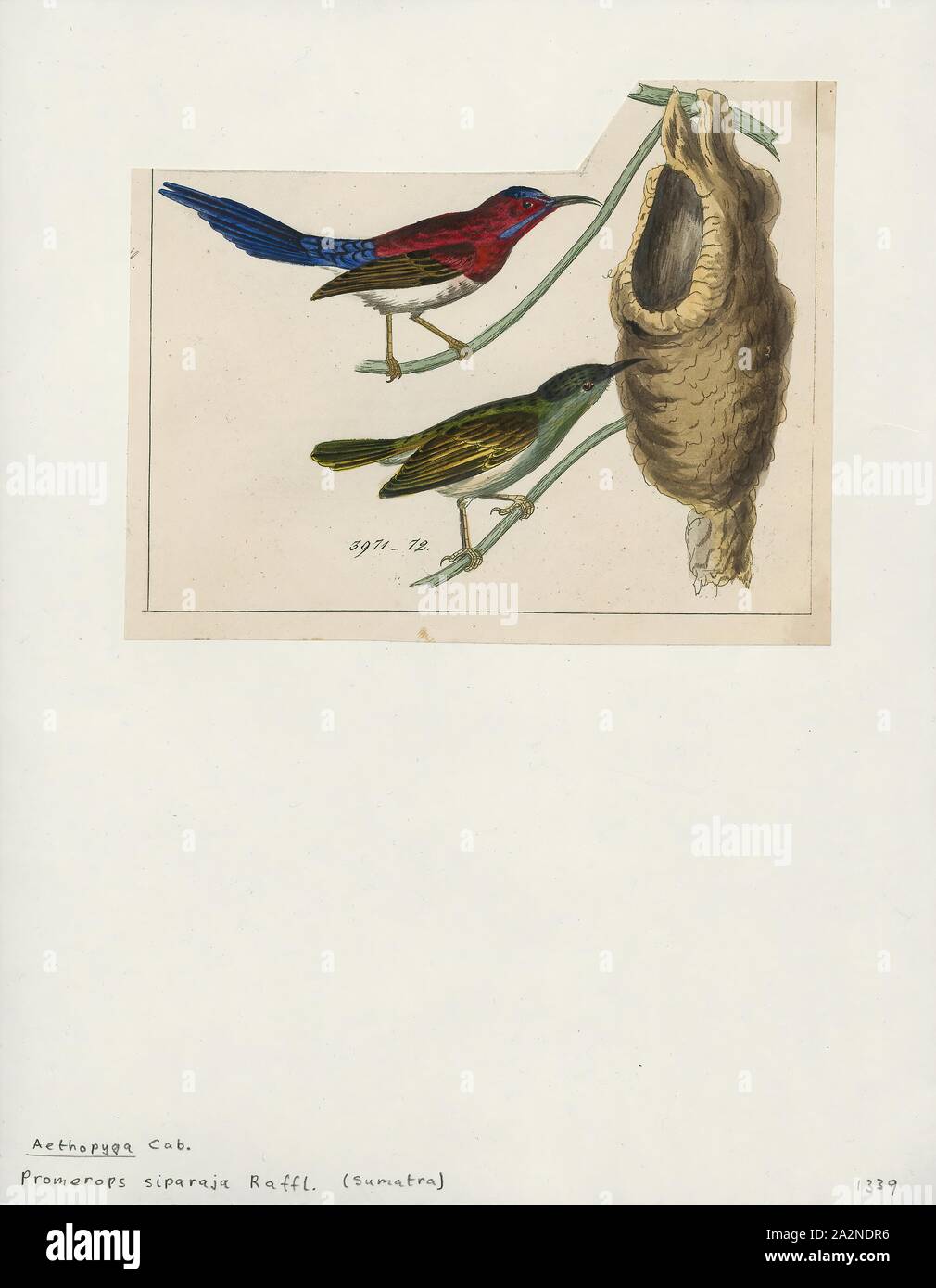 Promerops siparaja, Drucken, sugarbird, der sugarbirds sind eine kleine Gattung, Promerops, und Familie, Promeropidae, der aus Vögeln, in das südliche Afrika beschränkt. Im allgemeinen Aussehen und Gewohnheiten, sie ähneln großen, langen-tailed Nektarvögel, sind aber möglicherweise stärker an den Australischen honeyeaters. Sie haben braune Gefieder, die lange downcurved Bill typisch für aus Nektar, Versorger, und lange Schwanzfedern., 1820-1860 Stockfoto