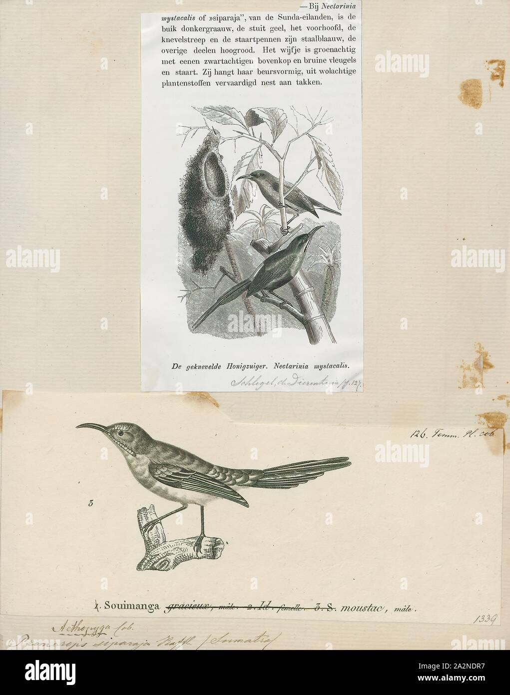 Promerops siparaja, Drucken, sugarbird, der sugarbirds sind eine kleine Gattung, Promerops, und Familie, Promeropidae, der aus Vögeln, in das südliche Afrika beschränkt. Im allgemeinen Aussehen und Gewohnheiten, sie ähneln großen, langen-tailed Nektarvögel, sind aber möglicherweise stärker an den Australischen honeyeaters. Sie haben braune Gefieder, die lange downcurved Bill typisch für aus Nektar, Versorger, und lange Schwanzfedern., 1838 Stockfoto