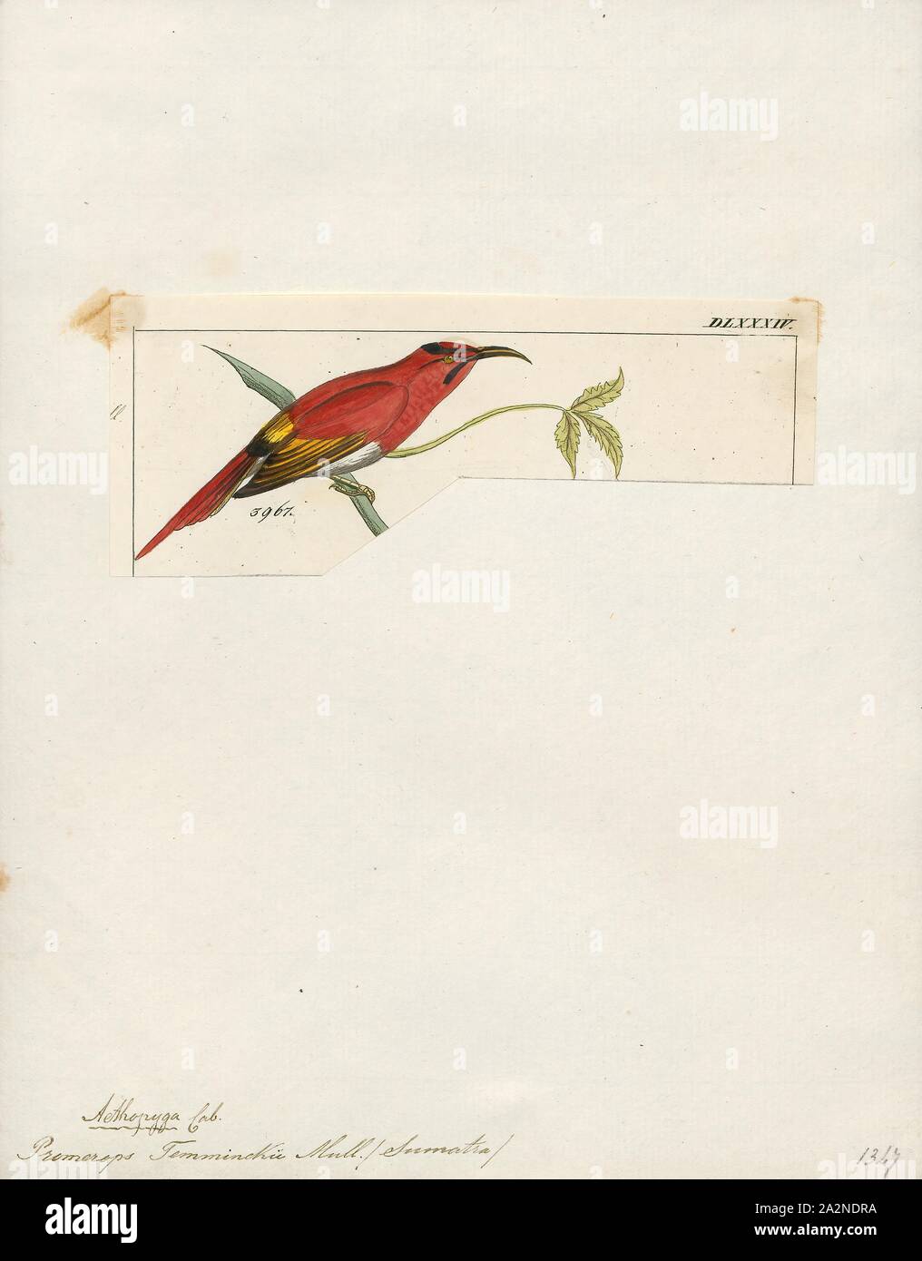 Promerops temminckii, Drucken, sugarbird, der sugarbirds sind eine kleine Gattung, Promerops, und Familie, Promeropidae, der aus Vögeln, in das südliche Afrika beschränkt. Im allgemeinen Aussehen und Gewohnheiten, sie ähneln großen, langen-tailed Nektarvögel, sind aber möglicherweise stärker an den Australischen honeyeaters. Sie haben braune Gefieder, die lange downcurved Bill typisch für aus Nektar, Versorger, und lange Schwanzfedern., 1820-1860 Stockfoto