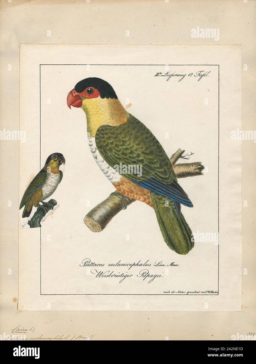 Psittacus melanocephalus, Drucken, 1700-1880 Stockfoto