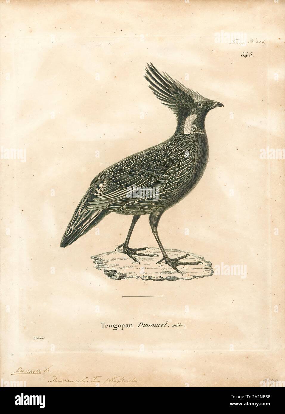 Pucrasia Koklass duvaucelii, Drucken, Fasan, der koklass (Pucrasia macrolopha) ist eine Pflanzenart aus der Gattung der Galliform, eng verwandten zu progenitive Grouse, dass während des Miozän lebte. Sie sind entfernt mit Fasane. Koklass sind die einzigen Arten in die monotypische Gattung Pucrasia. Die beiden Worte und koklass onomatopoeically pucrasia wurden von den territorialen Ruf des Vogels abgeleitet. Koklass boreal angepasst sind Arten, die in drei unterschiedliche Arten Gruppen trennen. Sie sind eine der wenigen galliforms, die regelmäßig bergauf fliegen und sind in der Lage, nachhaltige Flüge von vielen Meilen. Sie Stockfoto